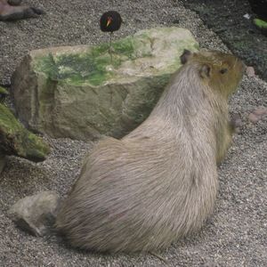 Meet your Posher, Alissa